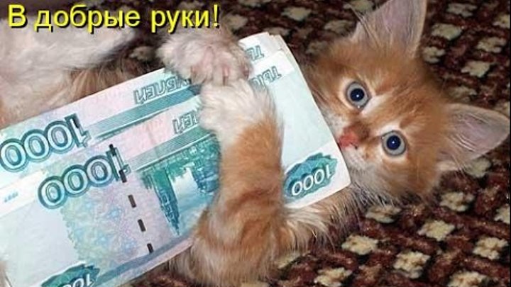 Смешные картинки про кошек и котят Выпуск №74 FUNNY CATS СМЕШНЫЕ КОШКИ