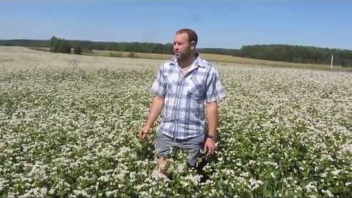 Пчелы видео Пчелы на гречихе 25 июля 2015 года Bees video Bees on buckwheat July 25, 2015 Пчелы видео Пчелы на гречихе 25 июля 2015 года Bees video Bees on buckwheat July 25, 2015