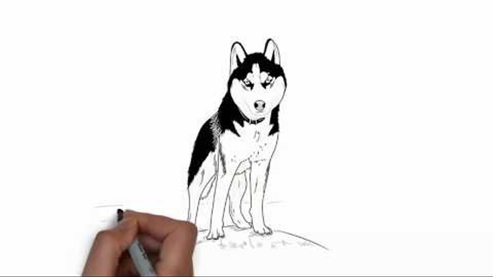 Как нарисовать хаски карандашом поэтапно