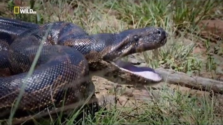 Документальные фильмы 2017 Африка Страшные и опасные змеи убийцы Питон Africa Snakes Nat Geo Wild HD