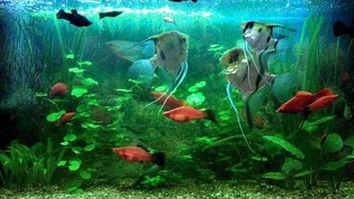 Аквариумные рыбки, скалярии и гуппи в большом домашнем аквариуме. 100 литров.