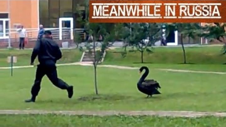 Black Swan vs Security Guard