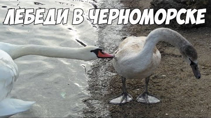 Лебеди в Черноморске (Ильичевск) зимой