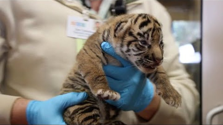 Endangered Tiger Cubs Born At Zoo