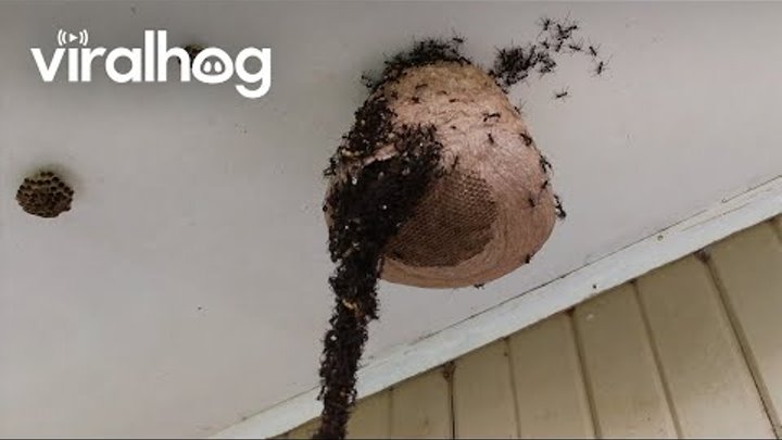 Army Ants Build Bridge to Invade Wasp Nest || ViralHog