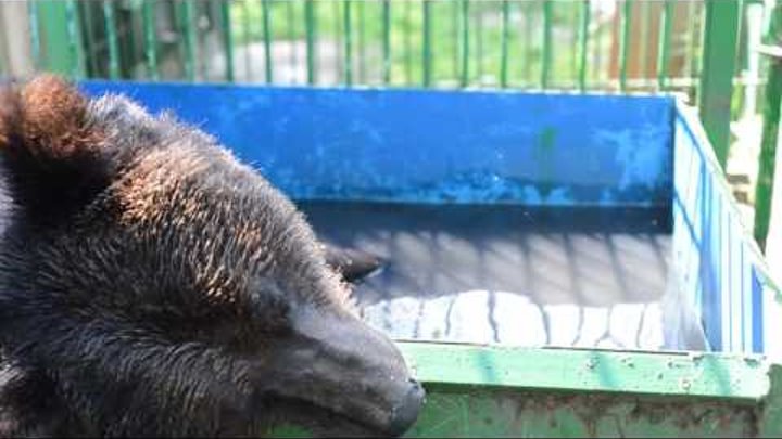 17-летняя медведица Катя не любит душ, но обожает ванну