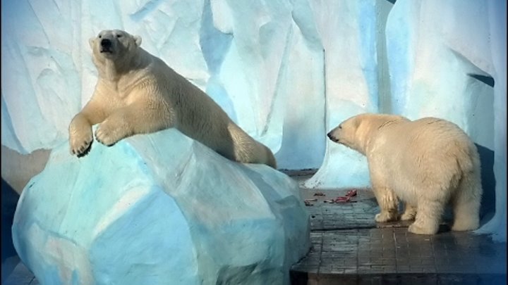 Кай и Герда.Белые медведи в Новосибирском зоопарке