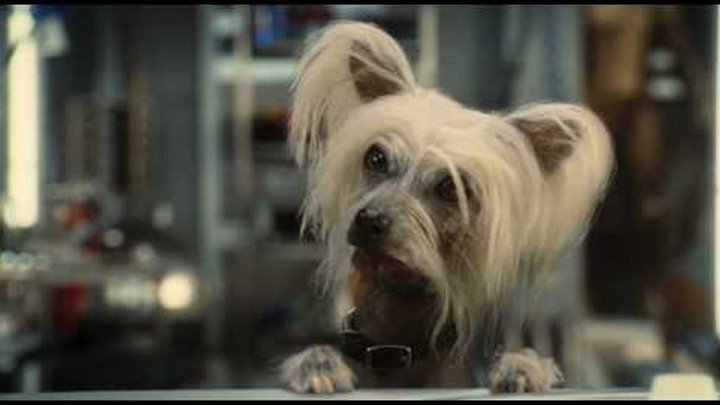 Cats & Dogs 2 Кошки против Собак Месть Китти Галор - Trailer 2010 смотреть онлайн Cats & Dogs 2 Кошки против Собак Месть Китти Галор - Trailer 2010