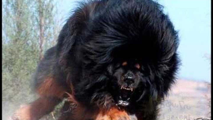 Los 10 Perros más Grandes del Mundo , The Greatest Dog World Los 10 Perros más Grandes del Mundo , The Greatest Dog World