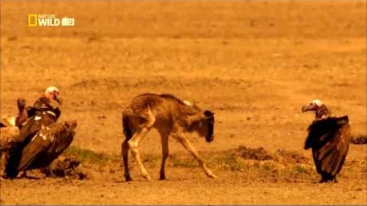 Мир животных Дикая Африка Серенгети Документальный фильм National Geographic