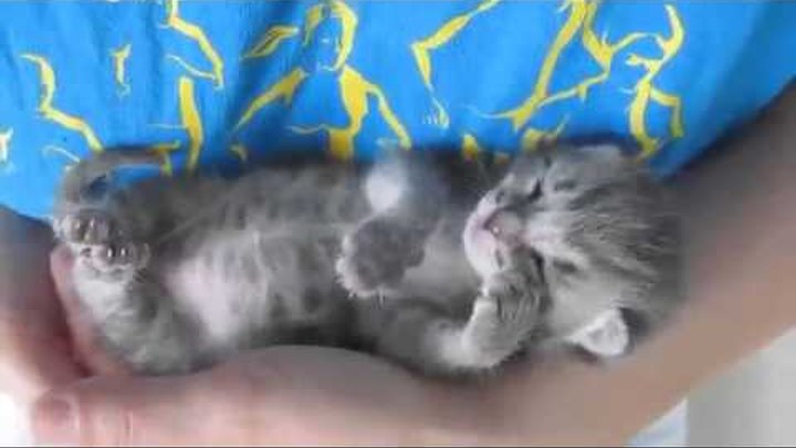 Спящие котики. Смешно)))