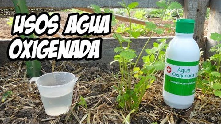 7 Usos Brillantes del AGUA OXIGENADA en el Huerto o Jardín | La Huerta de Ivan 7 Usos Brillantes del AGUA OXIGENADA en el Huerto o Jardín | La Huerta de Ivan