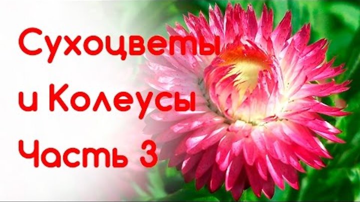 Сухоцветы и колеусы продолжаем выращивать. Статица ( лимониум), бесмертник, целозия. смотреть онлайн Сухоцветы и колеусы продолжаем выращивать. Статица ( лимониум), бесмертник, целозия.