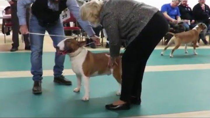 West of England Bull Terrier Club Championship Show March 2016 Junior Dog Class
