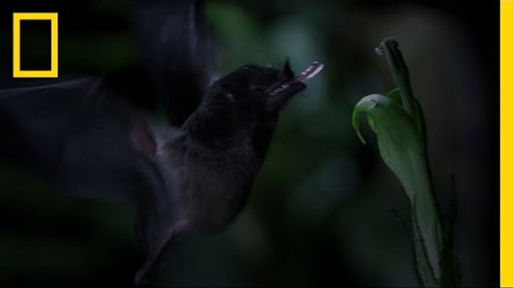 Untamed Americas - Tube-Lipped Nectar Bat