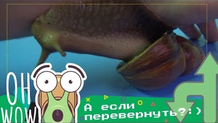 КАК СНЯТЬ ЭТоО С РУКИ. УЛИТКА ГИГАНТ ТУРБО знакомимся КАК СНЯТЬ ЭТоО С РУКИ. УЛИТКА ГИГАНТ ТУРБО знакомимся