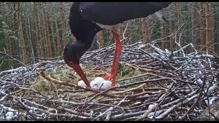 Must-toonekurg~First chick will hatch soon 9h40-13h26~2018/05/18