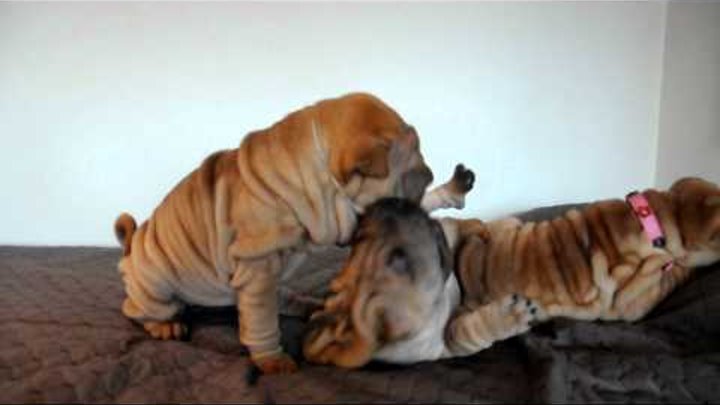 Shar pei puppies