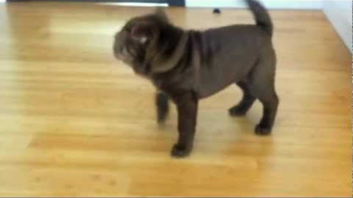 Hysterical shar-pei puppy / Истерика у маленького шарпея Hysterical shar-pei puppy / Истерика у маленького шарпея