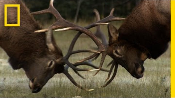 Untamed Americas - The Yearly Elk Brawl