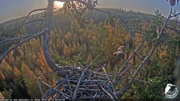 White tailed eagle webcam 1 in Latvia 20181016 0901