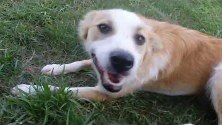 МОНТИК: пиар видео 🐾 БФ Лохматая Душа МОНТИК: пиар видео 🐾 БФ Лохматая Душа