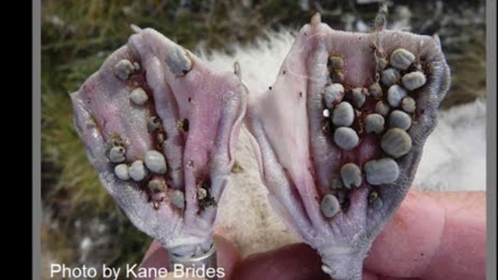 This Video made the internet cry: World's worst Tick Infestations смотреть онлайн This Video made the internet cry: World's worst Tick Infestations