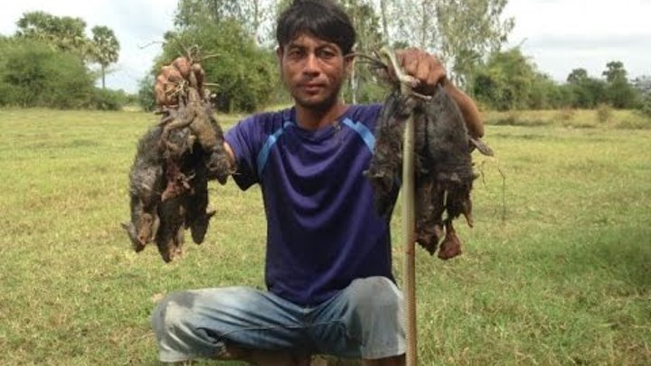 Amazing video - Dig holes to catch rats for foods in Cambodia Amazing video - Dig holes to catch rats for foods in Cambodia