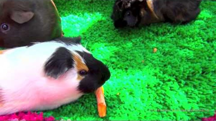Морские свинки дерутся за морковку