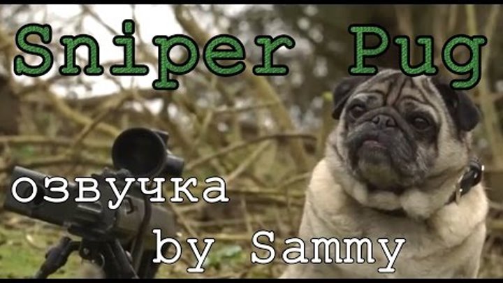 Sniper Pug (русская озвучка)