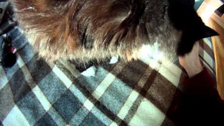 www.dogfriend.org: Развивающие игры для собак. Часть 3 www.dogfriend.org: Развивающие игры для собак. Часть 3