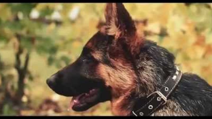 Фильм костя про собаку скачать фильм костя про собаку скачать