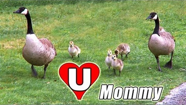 MOTHERS DAY SONG E-card FAIRY TALES for Mom Children MOTHER GOOSE Looses Her CUTE BABY GEESE?! Tale