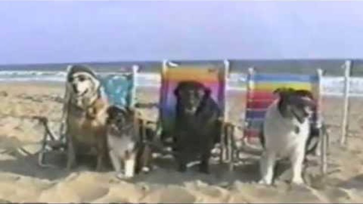 Funny Dogs at the Beach - Compilation