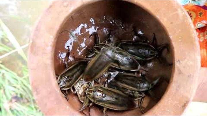 Survival skills: Finding insects in water fried on clay for food - Cooking insects eating delicious