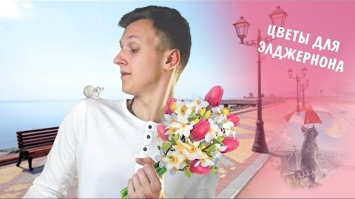 Краткий обзор книги "Цветы для Элджернона" - Дэниел Киз Краткий обзор книги "Цветы для Элджернона" - Дэниел Киз