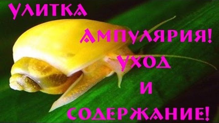 Улитка ампулярия!Размножение ампулярий и содержание в аквариуме! Улитка ампулярия!Размножение ампулярий и содержание в аквариуме!