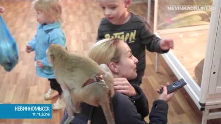 Выставка обезьян и рептилий открылась городском музее