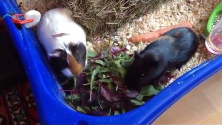 Ом-ном-ном! Морские свинки кушают салат