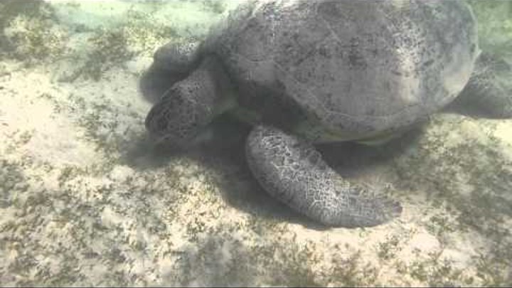Черепахи. Марса Алам июнь 2012