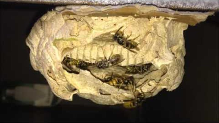 Vespula Vulgaris - Common Wasp - Inside Small Nest