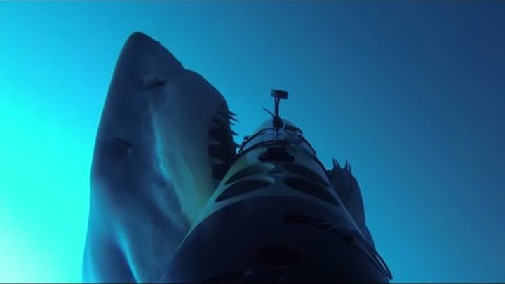 REMUS SharkCam: The Hunter and the Hunted