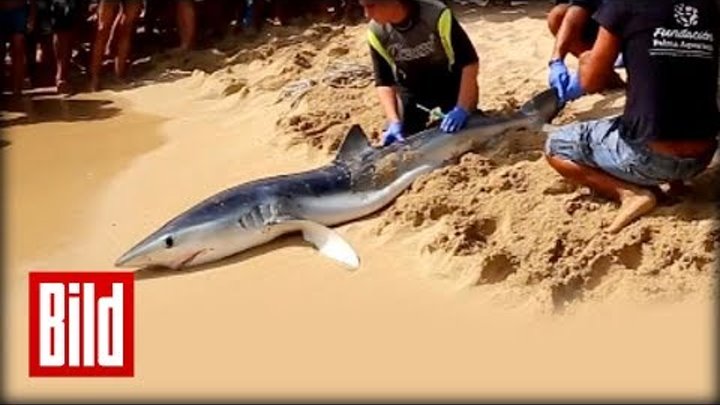Hai-Alarm auf Mallorca - Schock-Moment im Video