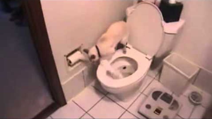 Katze geht auf´s Klo mit Toilettenpapier und spülen