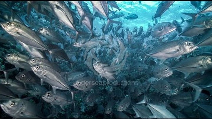 4K UltraHD underwater video stock footage Demo Reel UHD 2160p "Undersea Realm in 4K"