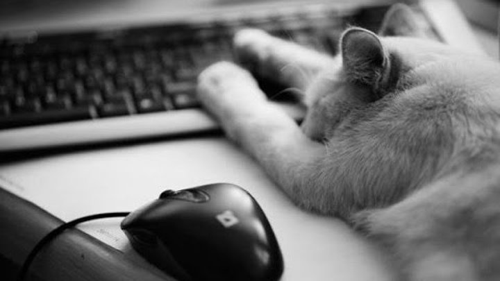Теории по книгам Коты Воители #2 /Оля CaT Теории по книгам Коты Воители #2 /Оля CaT