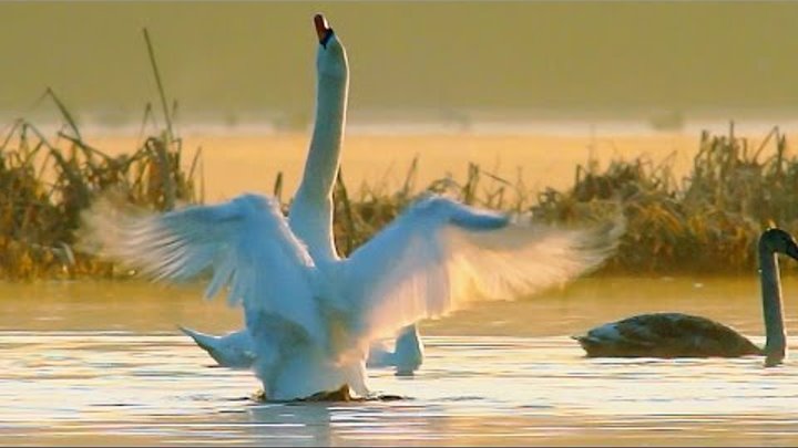 Лебеди-шипуны. Март. Mute swan in March.
