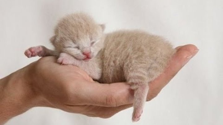 Sleepy Kittens are very cute look all please ( Сонные Котята очень мило ) funny videos