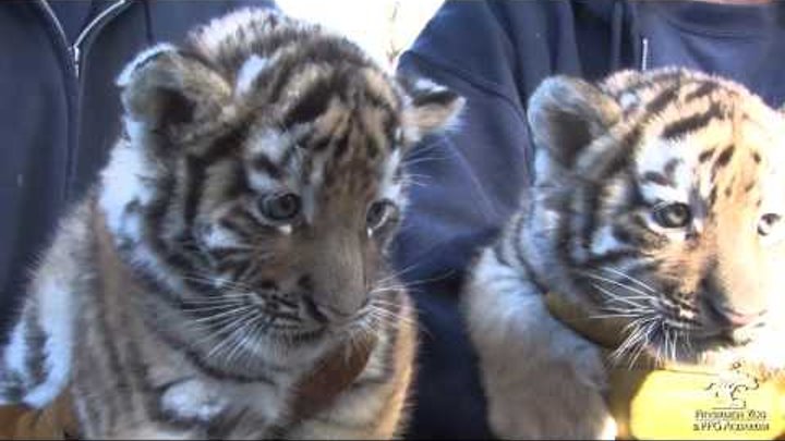 Tiger Cubs Meet the Public