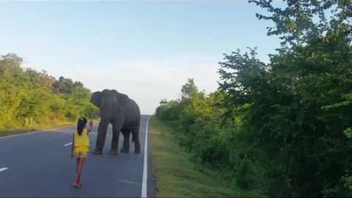 Little Girl Stops Elephant